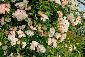 We did not find results for: Roses Round The Door Rhs Gardening