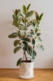 I got a burgundy rubber tree a few weeks ago and noticed yesterday that some of its leaves are drooping down. How To Grow Rubber Tree Plants Gardener S Path