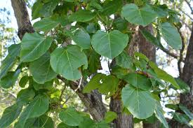 Image result for Thespesia