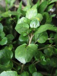 Image result for Nasturtium microphyllum