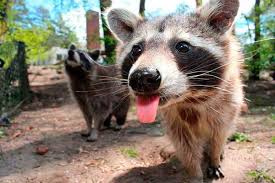 The raccoon should theoretically be killed instantly, but this is not true every time. How To Get Rid Of Raccoons 8 Best Ways And Top 8 Products In 2021