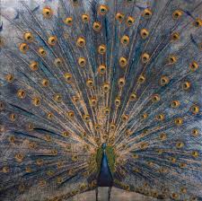 Tableau Paon 100x100 Dore Peinture Acrylique Peinture Peinture Acrylique Peinture De Plume