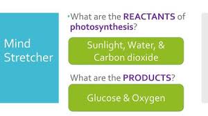 The main product of cellular respiration is atp; Photosynthesis Mind Stretcher Ppt Download