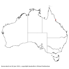 Image result for Steinchisma laxum