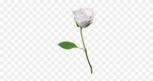 Check spelling or type a new query. White Rose Png Whiterose Photo By Markminerva00 Single White Rose Free Transparent Png Clipart Images Download