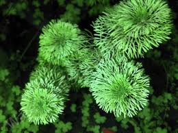 Image result for Limnophila crassifolia