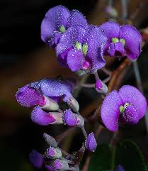 Image result for Hardenbergia comptoniana