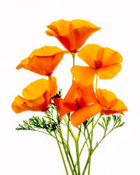 We did not find results for: California Poppies Photograph By Wes And Dotty Weber