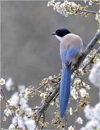 Birds That Start With A P Blauelster By A P Reichart With Images Beautiful Birds Birds Pretty Birds