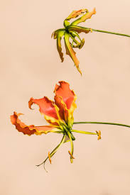 Image result for Gloriosa