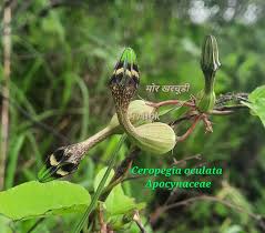 Image result for Ceropegia arenarioides