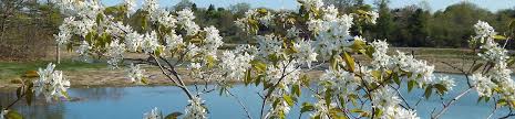 Photo about this is a flowering dogwood, in a southern landscape. Small Flowering Trees A Dozen Native Species For Limited Spaces Wild Seed Project