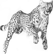 Cheetah is a wild animal and is also known as hunting leopard. Drawing Of A Cheetah Novocom Top