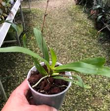 Image result for Angraecum calceolus