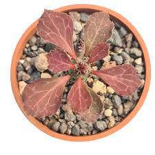 Image result for Monadenium lugardiae