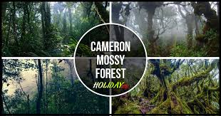 You can self explore this place but go in a group. Cameron Mossy Forest Cameron Highlands Online