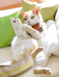 Cat With A Smart Phone Cats Cute Cats Cute Animals