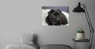 Andie captures the unique characteristics of each. Black Pug On A Cushion Poster By Robert Displate
