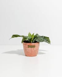 Image result for Aphelandra