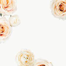 White Rose Frame Transparent Png Premium Image By Rawpixel Com Nam White Roses White Anemone Flower Green Leaf Decor