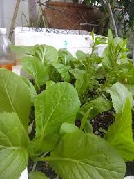 Image result for RAU MẦM CẢI XANH