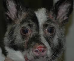 No hole with this mop flower. Ischemic Dermatopathies Veterinary Clinics Small Animal Practice