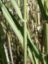 Image result for Sporobolus spicatus