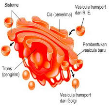 Pengertian Badan Golgi Struktur Gambar Dan Fungsinya Gim Bi
