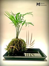 Kokedama Chamaedorea Elegans On Black Plate Kokedama Japanese Bonsai Plants