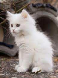 Bilder finden, die zum begriff baby katzen passen. Suche Weisse Katzen Und Susse Katzenbabys Kaufen Ebay Kleinanzeigen