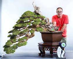 Cultivating Interests How A Renowned Philippine Landscape Artist Went From Bonsai Enthusiast To Award Winning Collector Agriculture Monthly