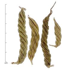 Image result for Helicteres isora