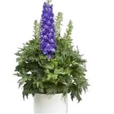 Image result for Delphinium leroyi