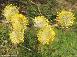 Image result for Goat Willow