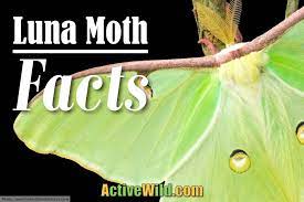 Check spelling or type a new query. Luna Moth Facts Luna Moth Pictures And Information Discover One Of The Largest Moths Of North America Active Wild