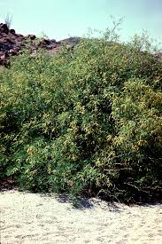 Image result for Prosopis glandulosa
