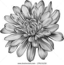 Chrysanthemum Flower Outline 20 Awesome Chrysanthemum Tattoo Designs Flowertattoossleev Birth Flower Tattoos Chrysanthemum Tattoo Chrysanthemum Flower Tattoo