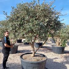 Image result for Feijoa sellowiana