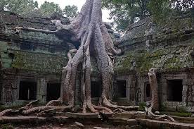 10 Weirdest Trees On Earth Weird Trees Cool Tree Houses Tree House Wallpaper