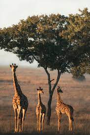 50 Of The Best Photos From Our Animals2020 Contest To Brighten Your Day In 2020 Animals Animal Photo Animals Wild