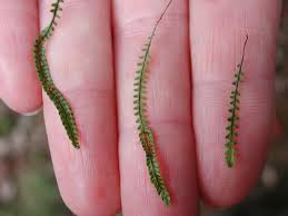 Image result for Lellingeria