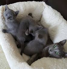 Russian Blue Cats And Kittens For Sale In The Uk Pets4homes Catsdiylitterbox In 2020 Russian Blue Cat Russian Blue Kitten Russian Blue