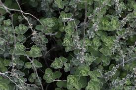 Image result for Euphorbia inaequilatera