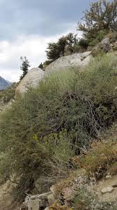 Image result for Polystachya tridentata