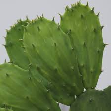 Cactus in relation to cats. Spineless Prickly Pear Garden Style San Antonio