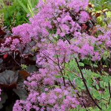 Image result for Thalictrum