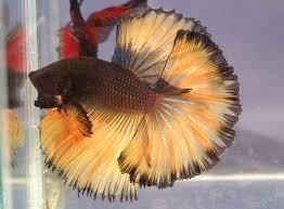 Pin On Aquariumsl