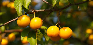 For more information, check out this article on the estimated yield for fruit trees from the stark brothers website. Plum Tree Pruning Diseases And Care For Plum Trees