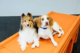 We only get our puppies from reputable breeders and have over 20 breeds available. What To Expect For Your Puppy At Dogtopia Daycare Dogtopia