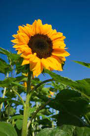 Solsikke Solvendel Helianthus Annuus Asteraceae Kurvblomstfamilien Sommer Sunflower Pictures Sunflower Photography Sunflower Wallpaper